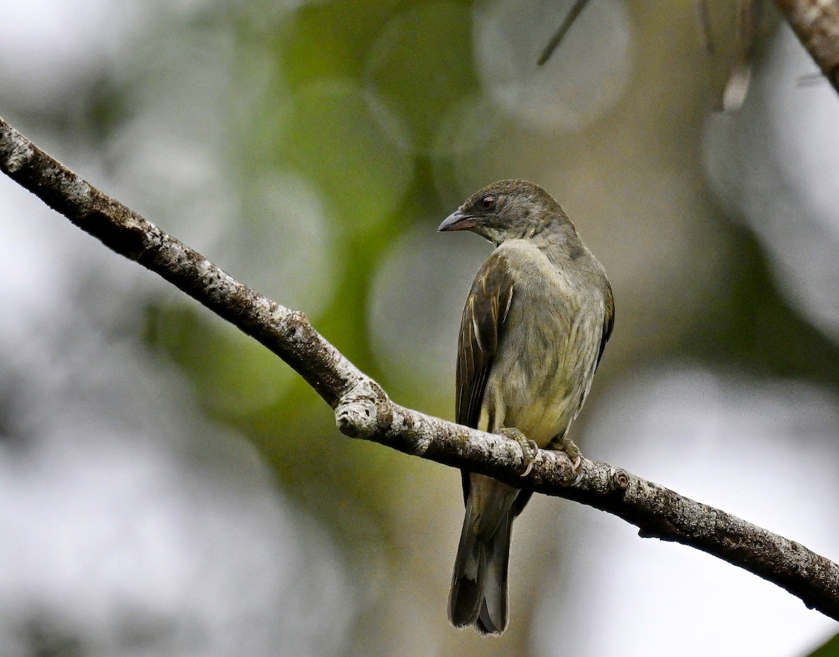 Malaysian Honeyguide - ML631821866