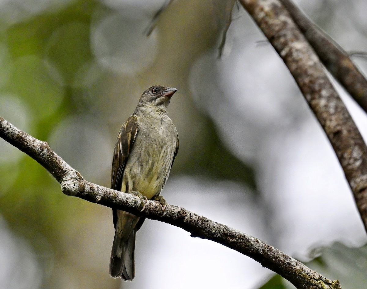 Malaysian Honeyguide - ML631821867