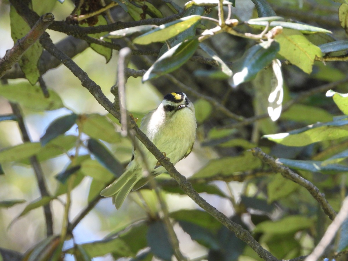 Golden-crowned Kinglet - ML631821871