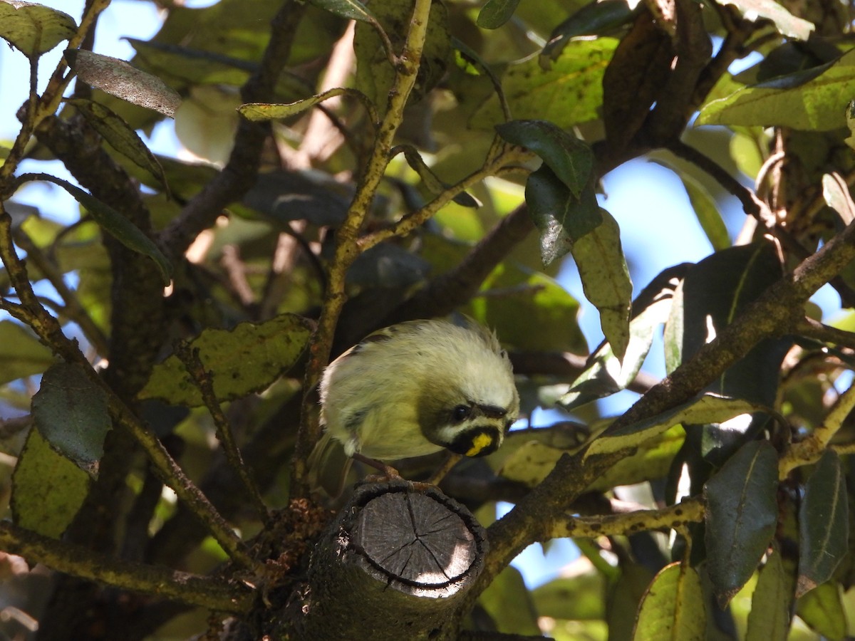 Golden-crowned Kinglet - ML631821872