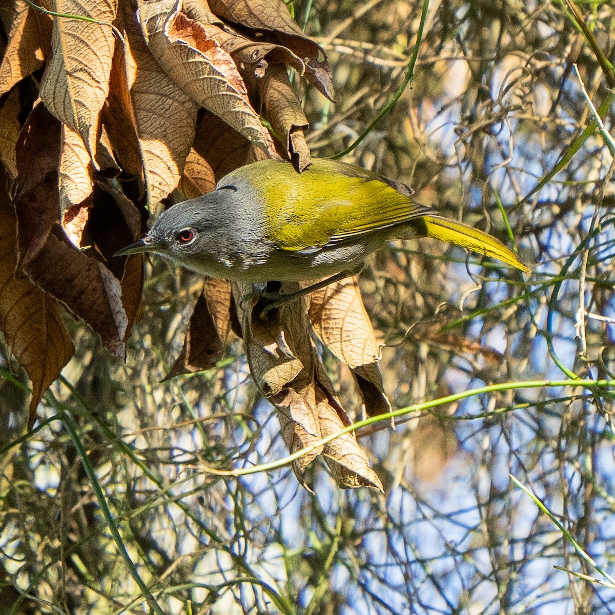 Green-tailed Warbler - ML631821889