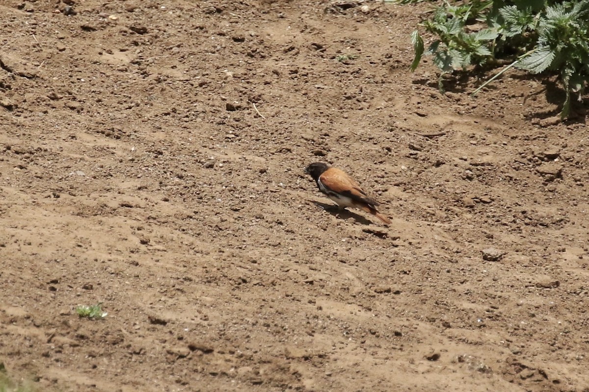Black-headed Canary - ML631821948