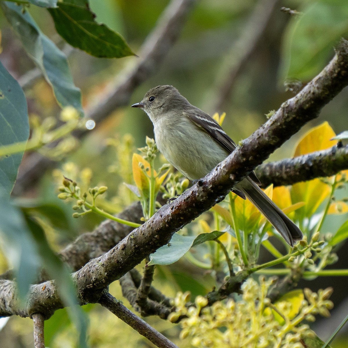 Greater Antillean Elaenia - ML631822033