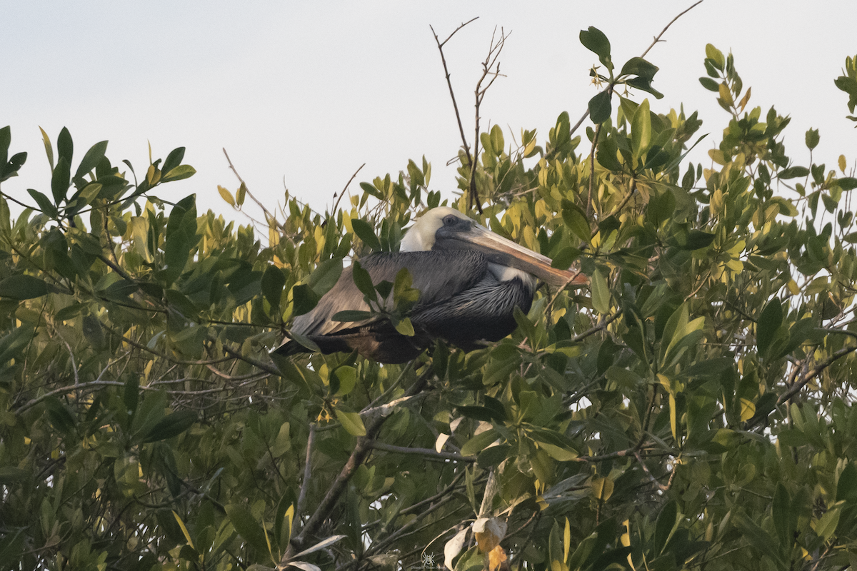 Brown Pelican - ML631822128