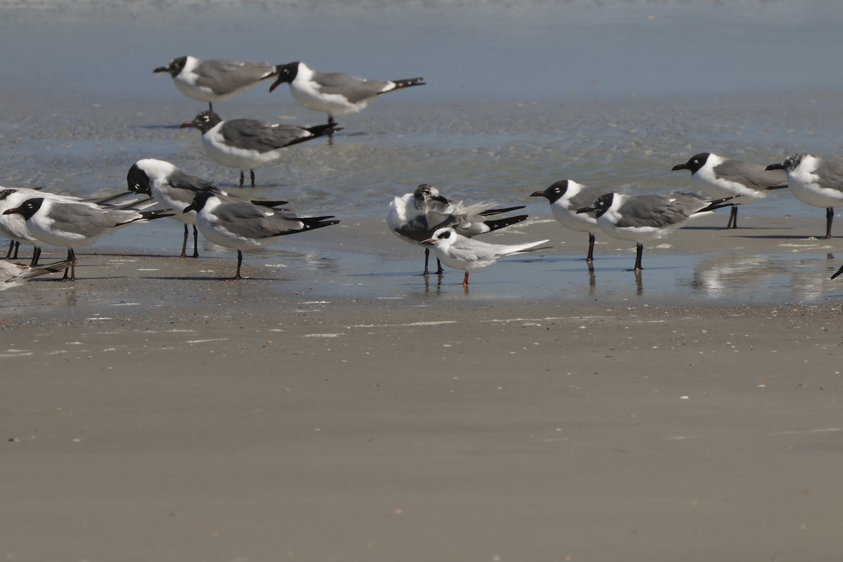 Forster's Tern - ML631822136