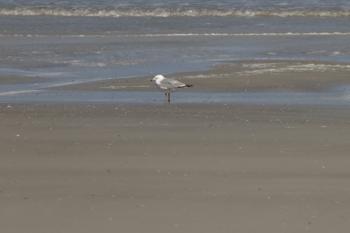 Ring-billed Gull - ML631822154