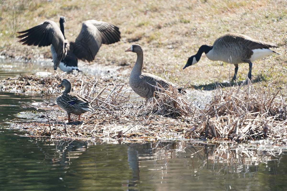 Canada Goose - ML631822178