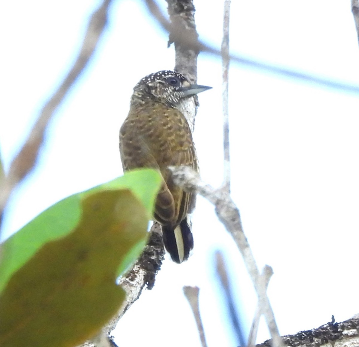 White-barred Piculet - ML631822182