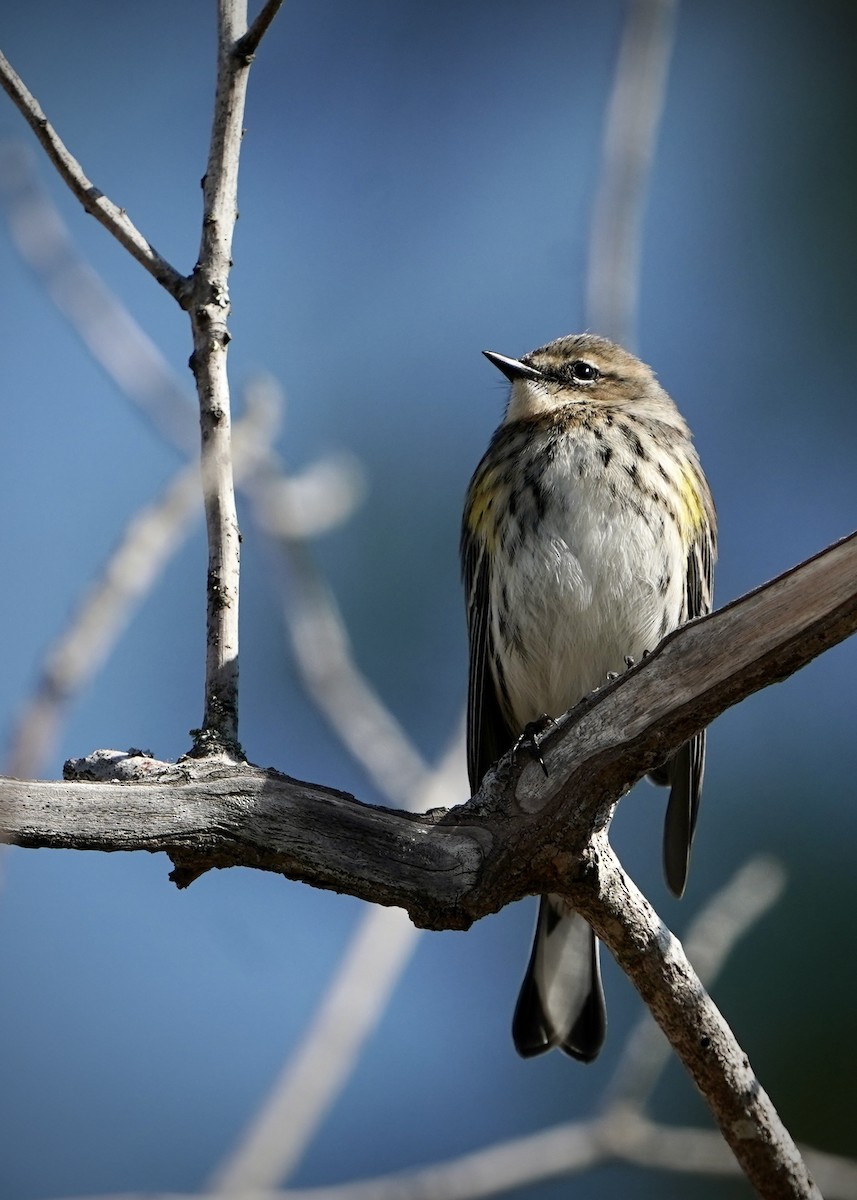 Yellow-rumped Warbler - ML631822185