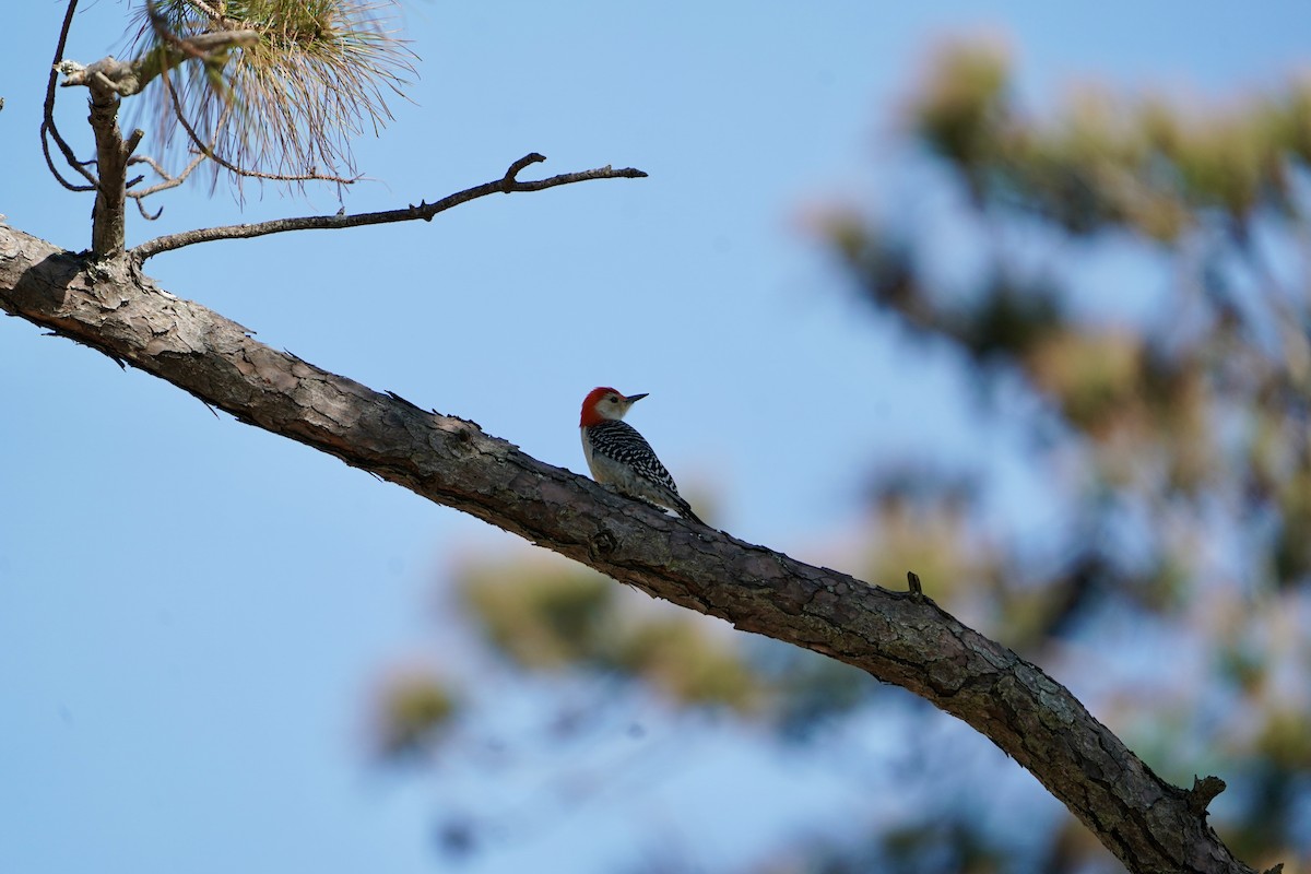 Red-bellied Woodpecker - ML631822191