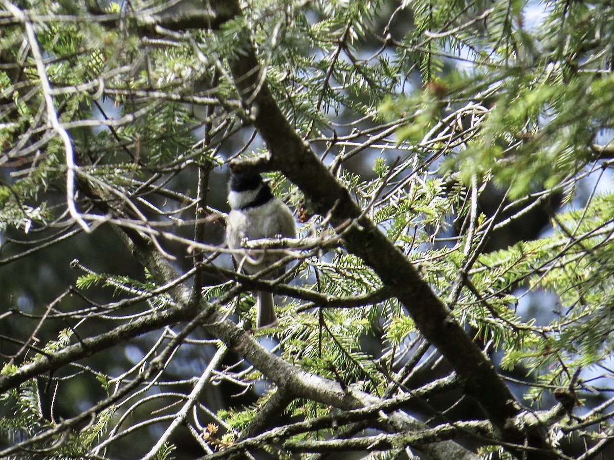 Mexican Chickadee - ML631822210