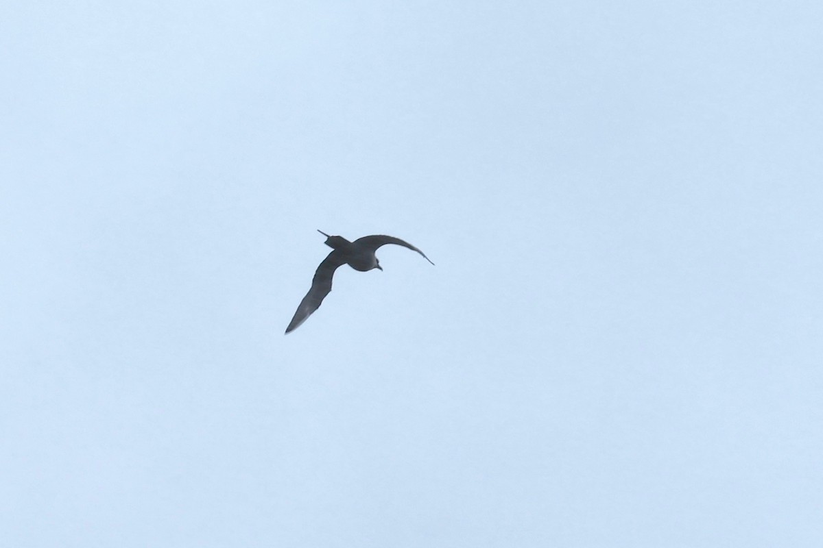 Parasitic Jaeger - ML631822246