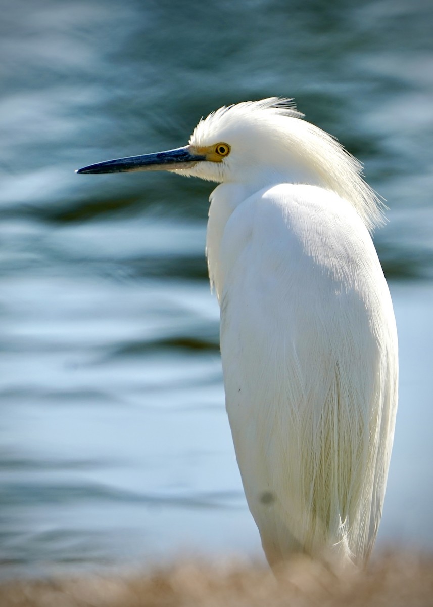 Snowy Egret - ML631822372