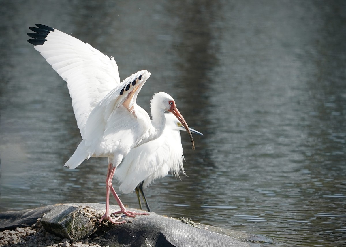 White Ibis - ML631822394