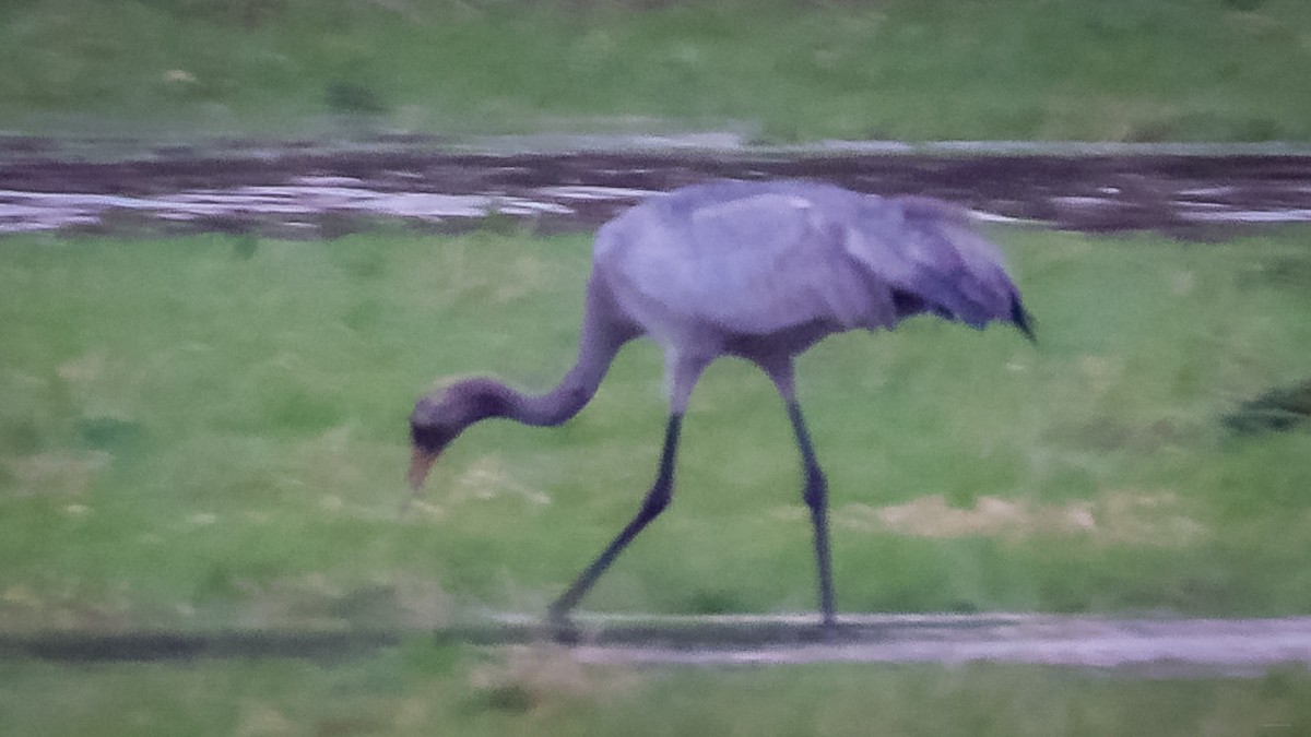 Common Crane - ML631822477