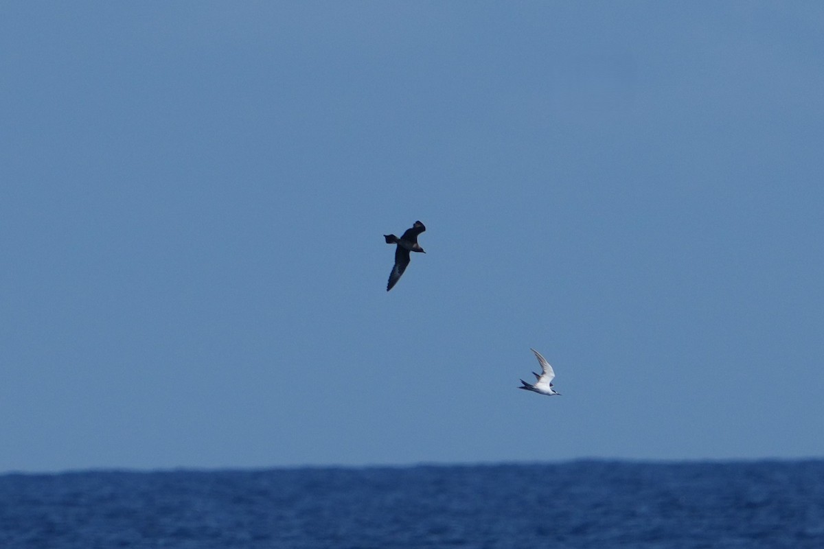 Long-tailed Jaeger - ML631822509