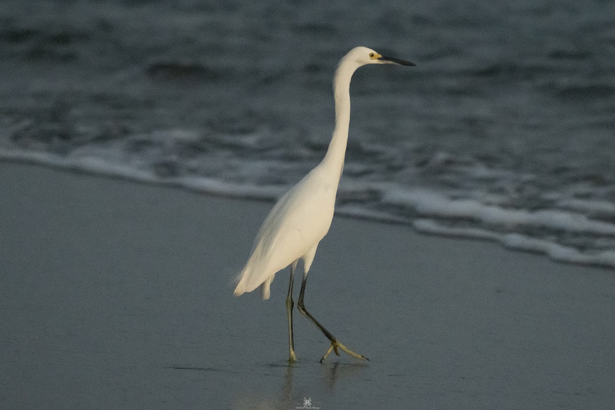 Snowy Egret - ML631822517
