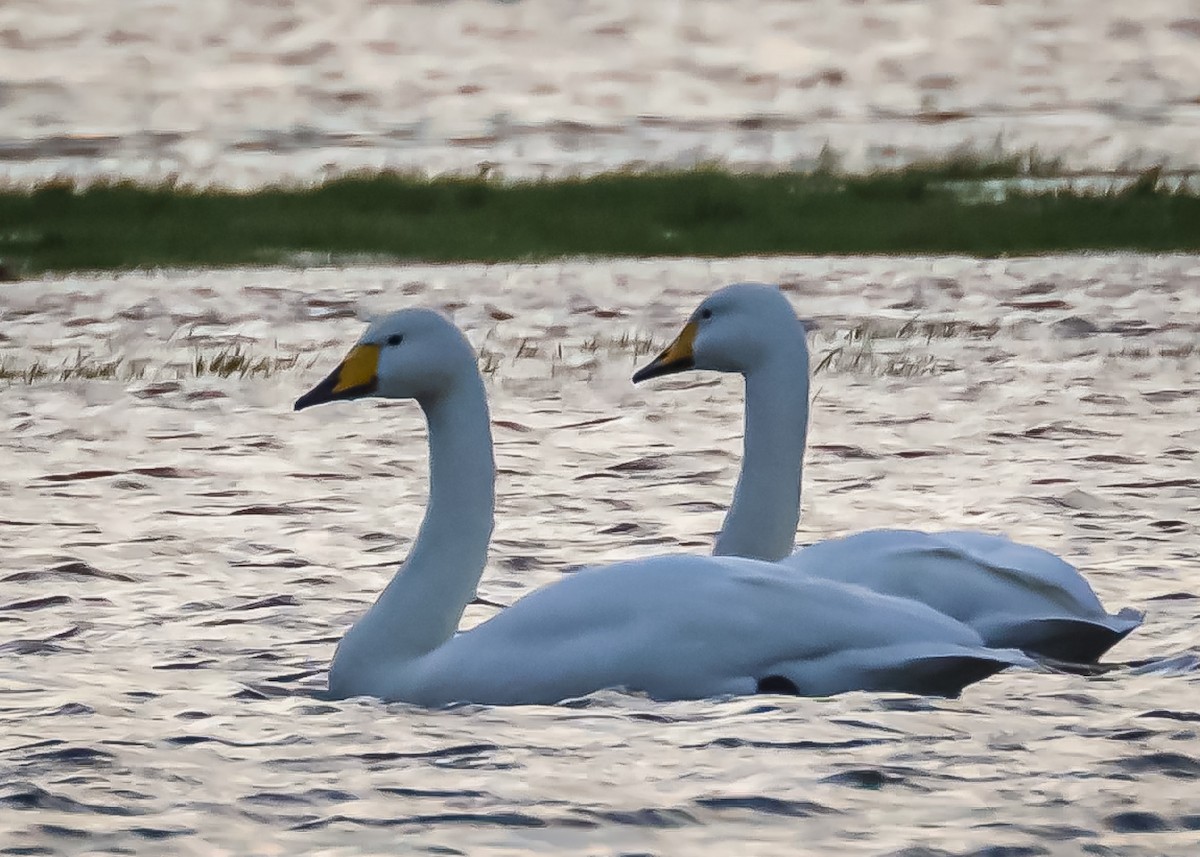 Whooper Swan - ML631822575