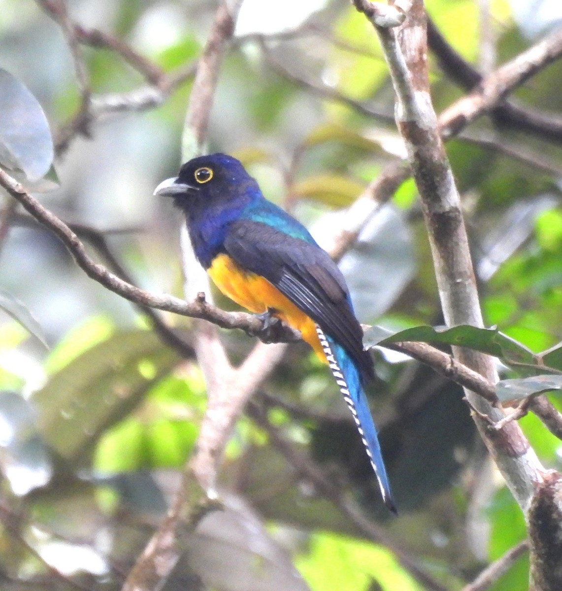 Guianan Trogon - ML631822590