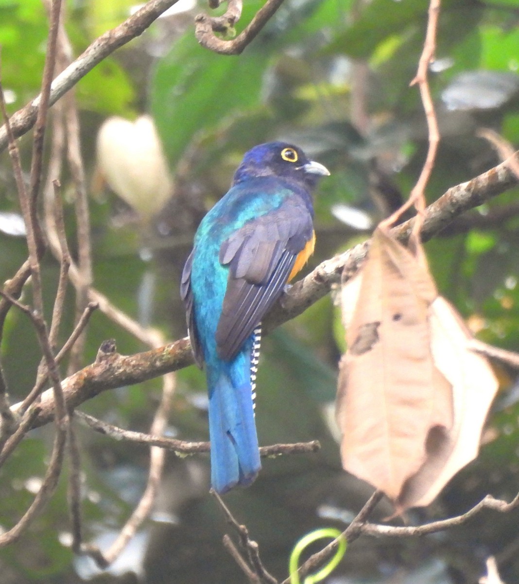Guianan Trogon - ML631822591