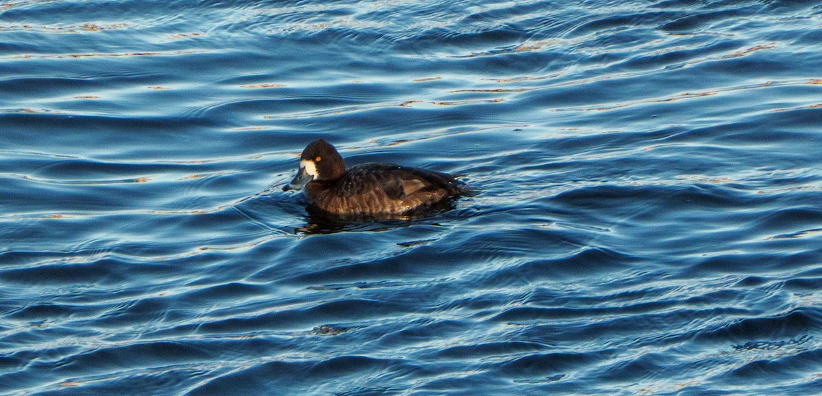 Lesser Scaup - ML631822606