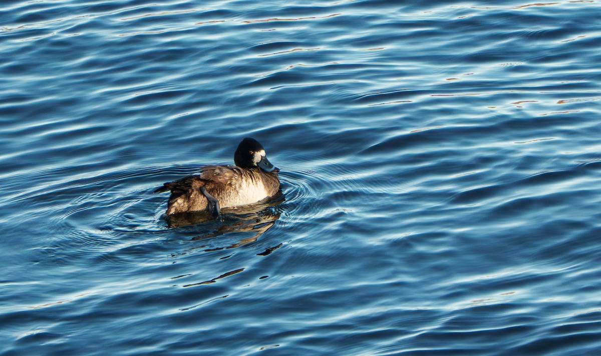 Lesser Scaup - ML631822607