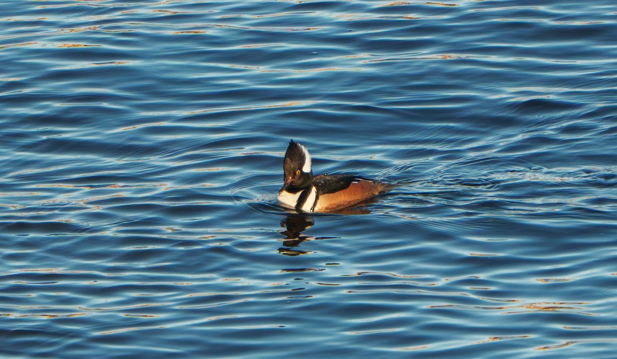 Hooded Merganser - ML631822644