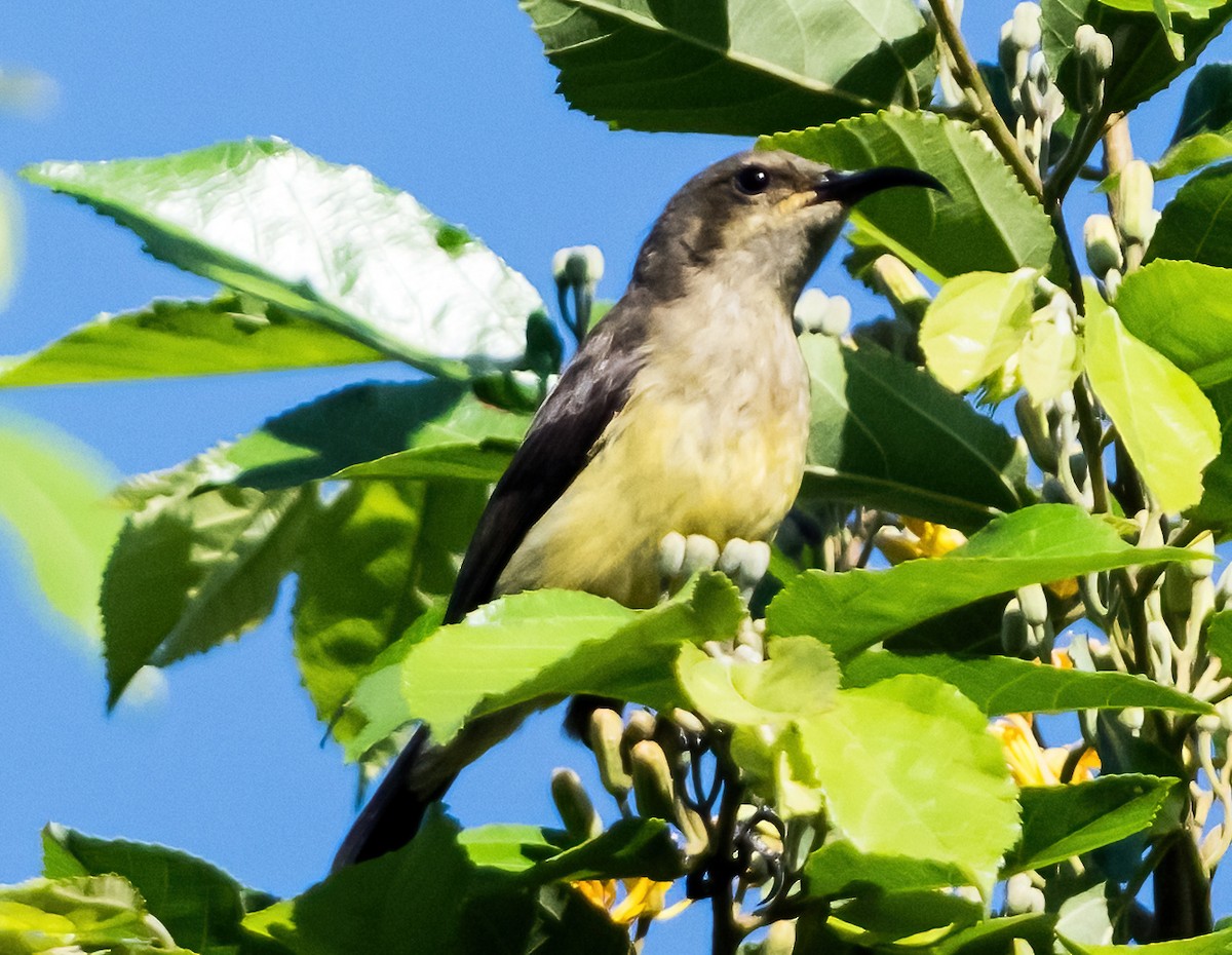 Variable Sunbird (Yellow-bellied) - ML631822909