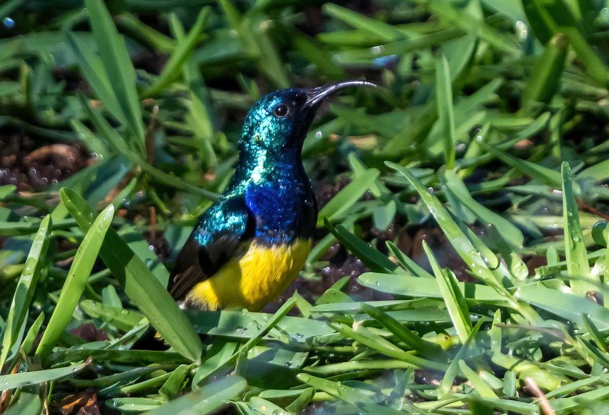 Variable Sunbird (Yellow-bellied) - ML631822910