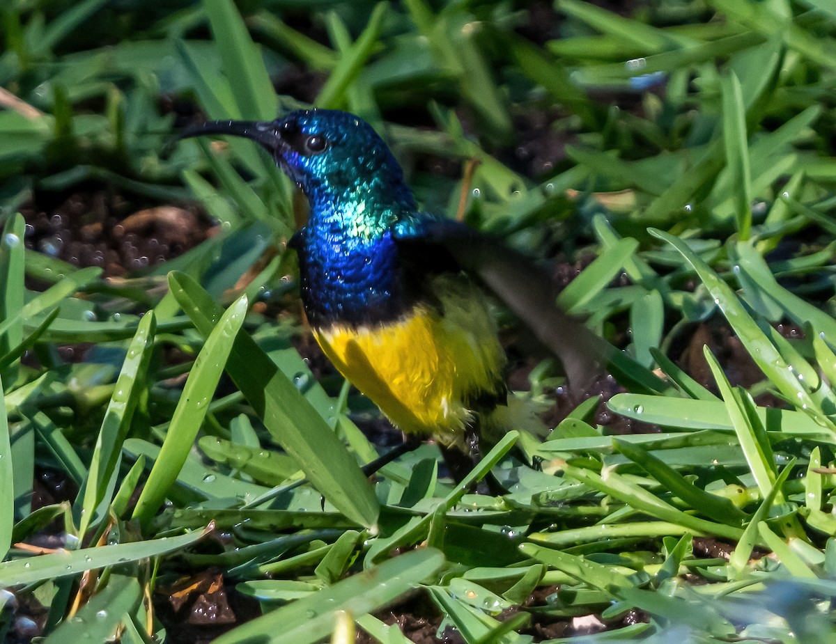 Variable Sunbird (Yellow-bellied) - ML631822911