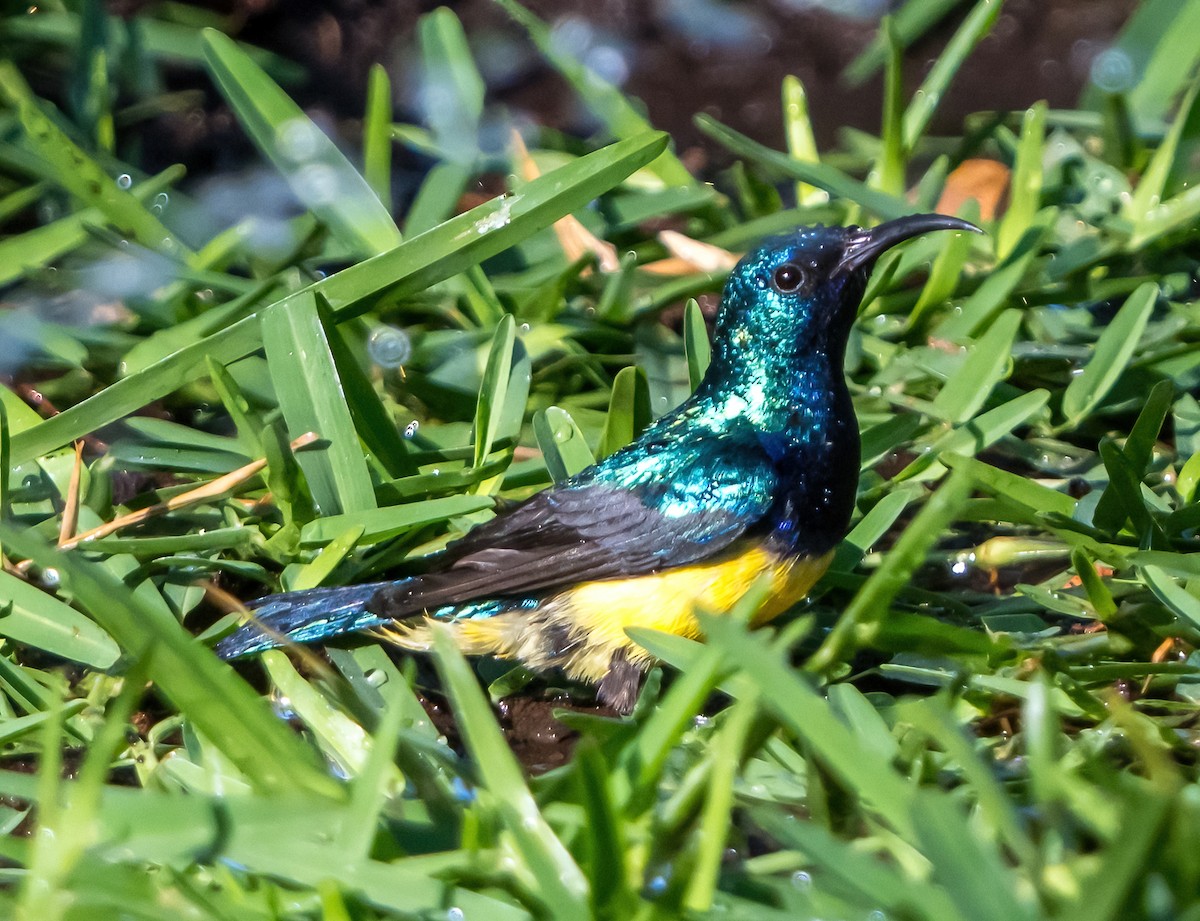 Variable Sunbird (Yellow-bellied) - ML631822912