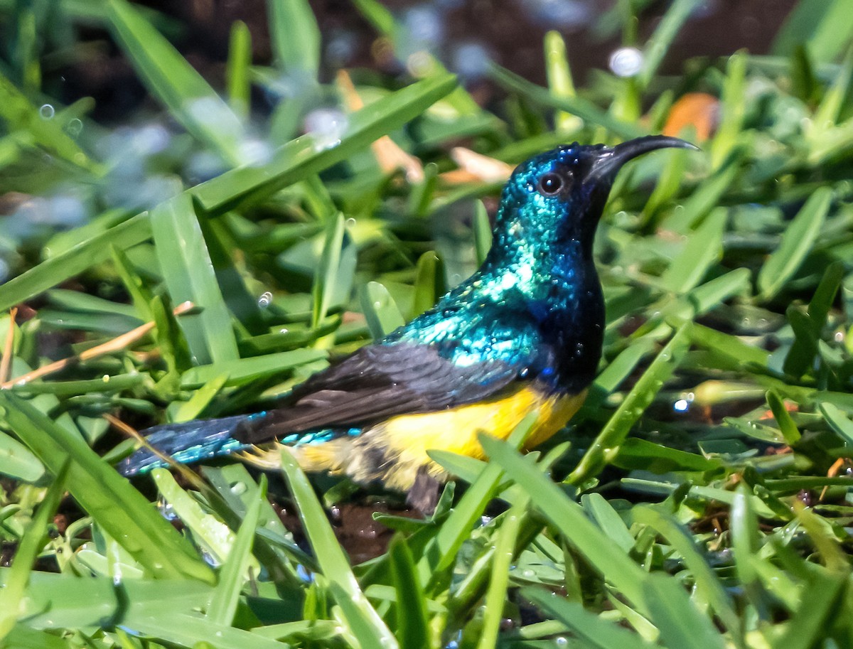 Variable Sunbird (Yellow-bellied) - ML631822913