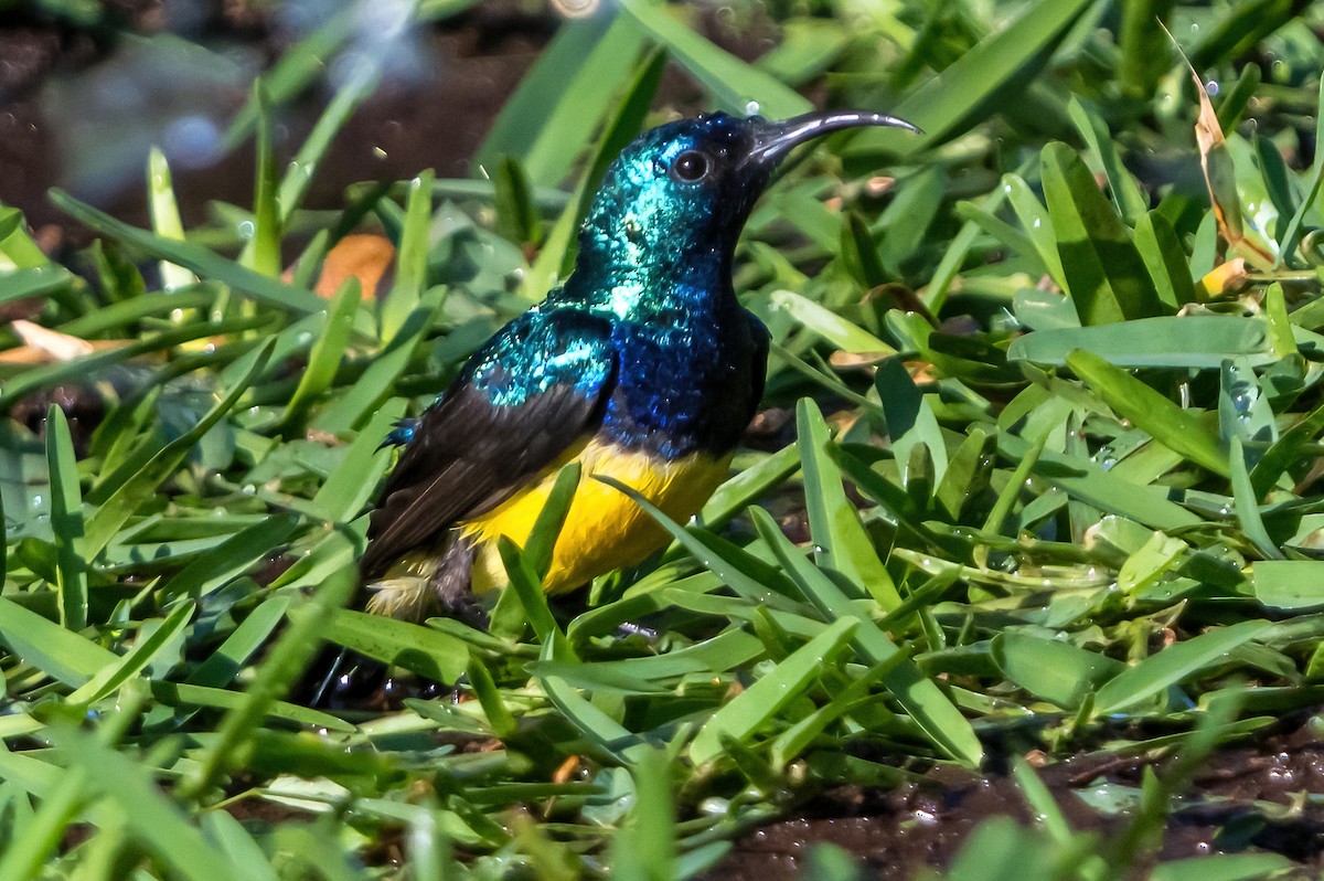 Variable Sunbird (Yellow-bellied) - ML631822915