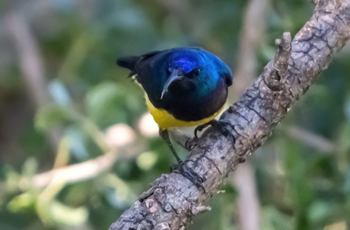 Variable Sunbird (Yellow-bellied) - ML631822916