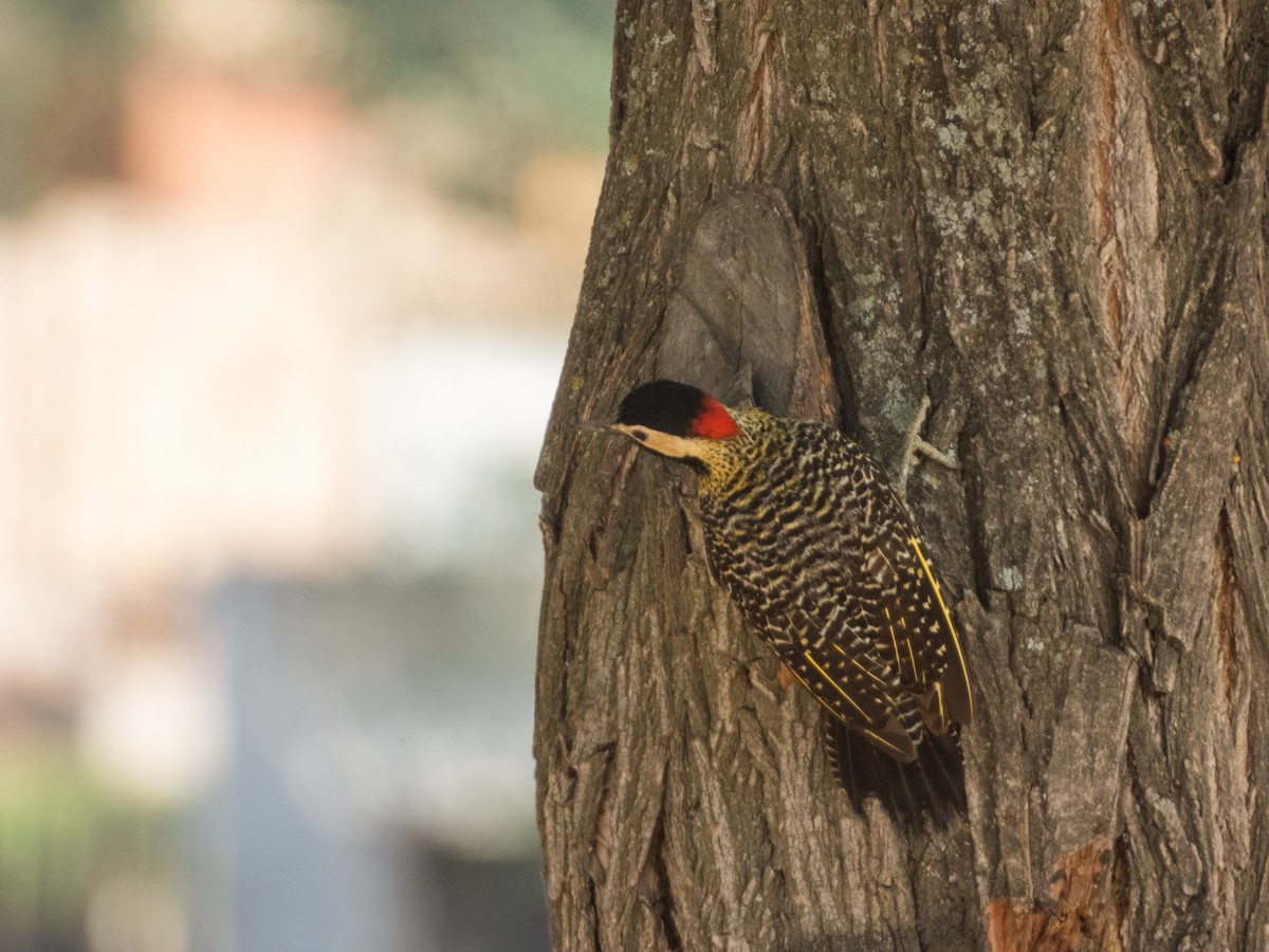 Green-barred Woodpecker - ML631823045