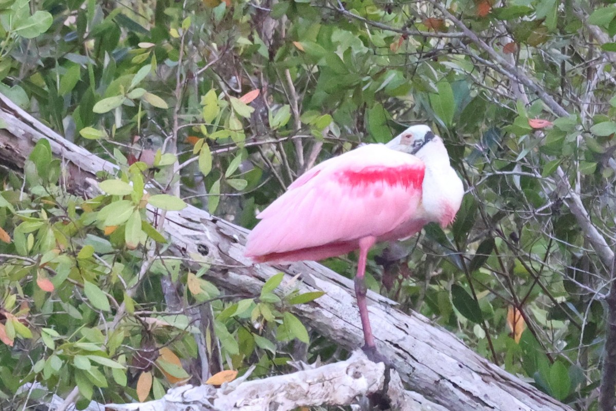 Roseate Spoonbill - ML631823166
