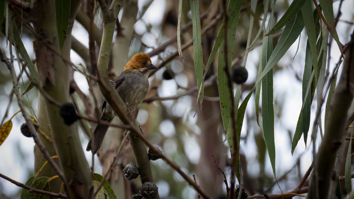 Rufous-eared Brushfinch - ML631823322
