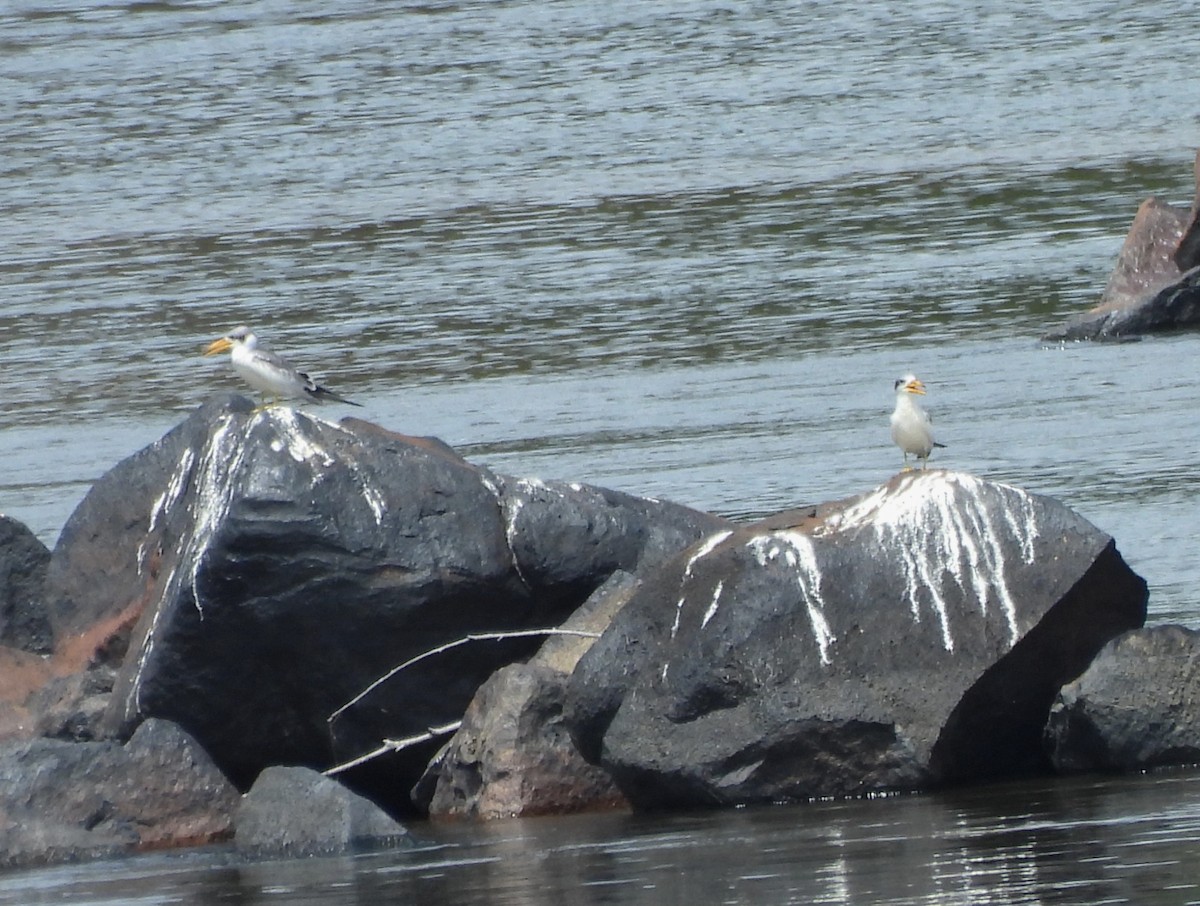 Large-billed Tern - ML631823328