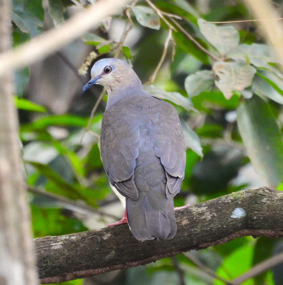 Gray-fronted Dove - ML631823451