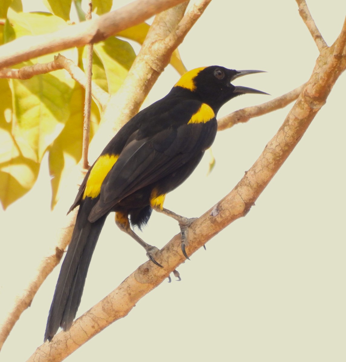 Epaulet Oriole (Moriche) - ML631823474