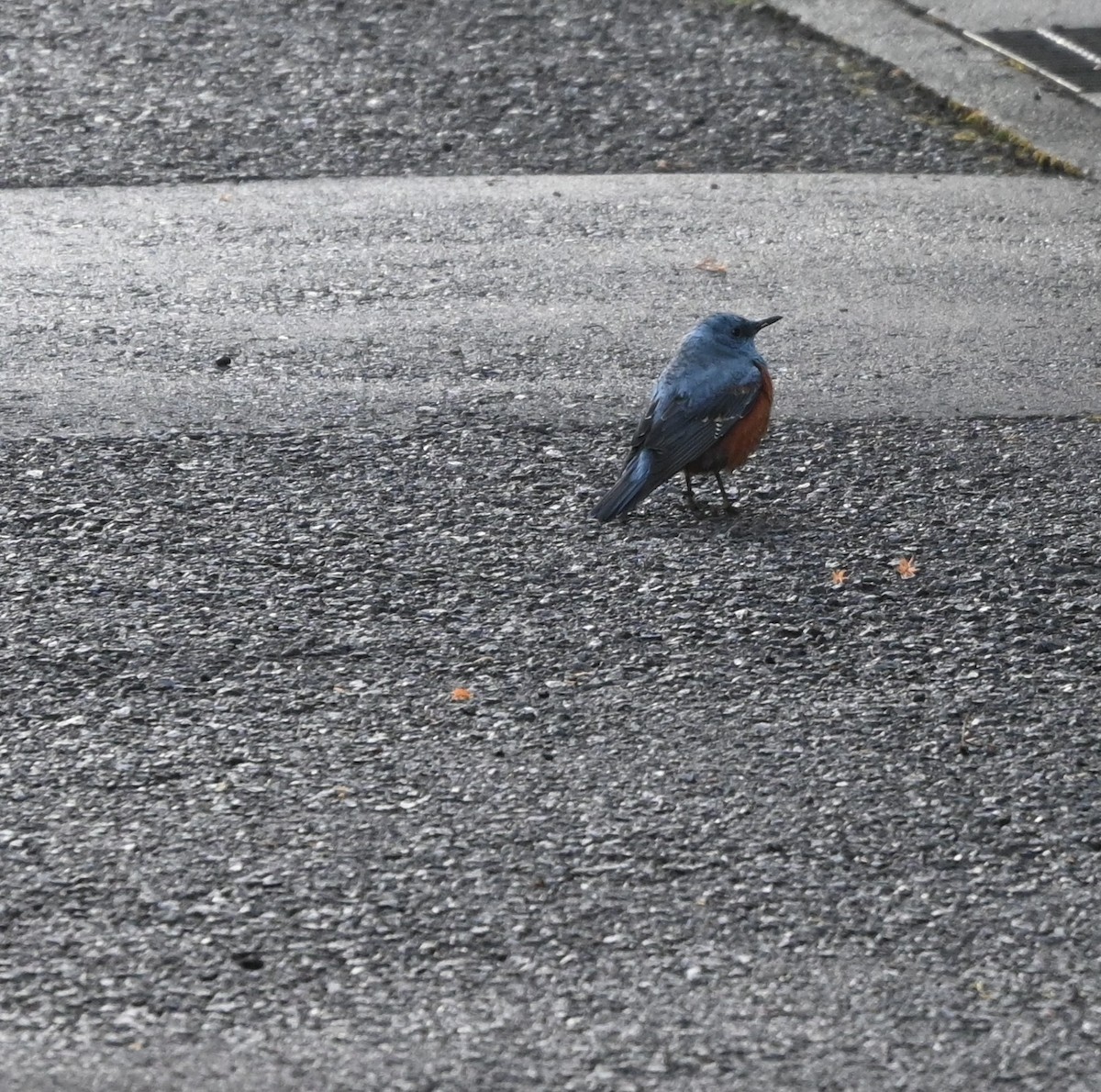 Blue Rock-Thrush - ML631823505