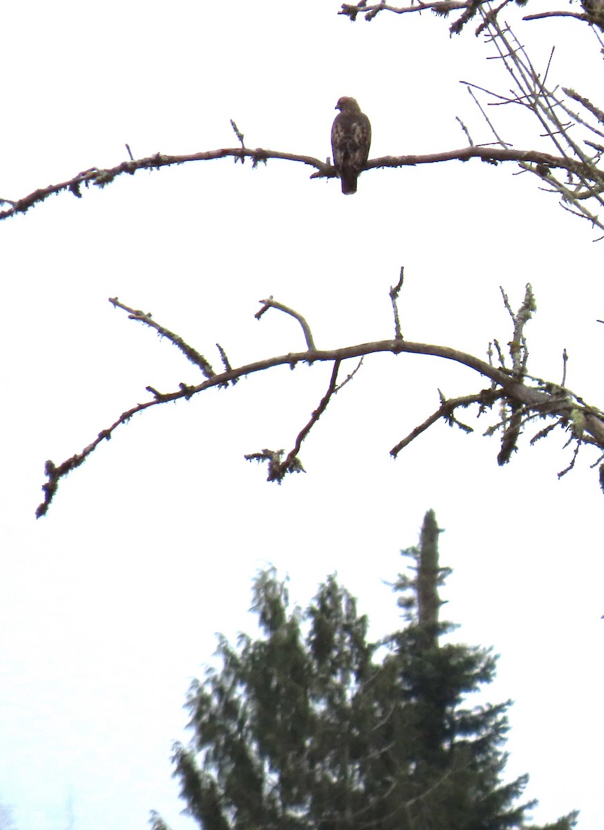 Red-tailed Hawk - ML631823823