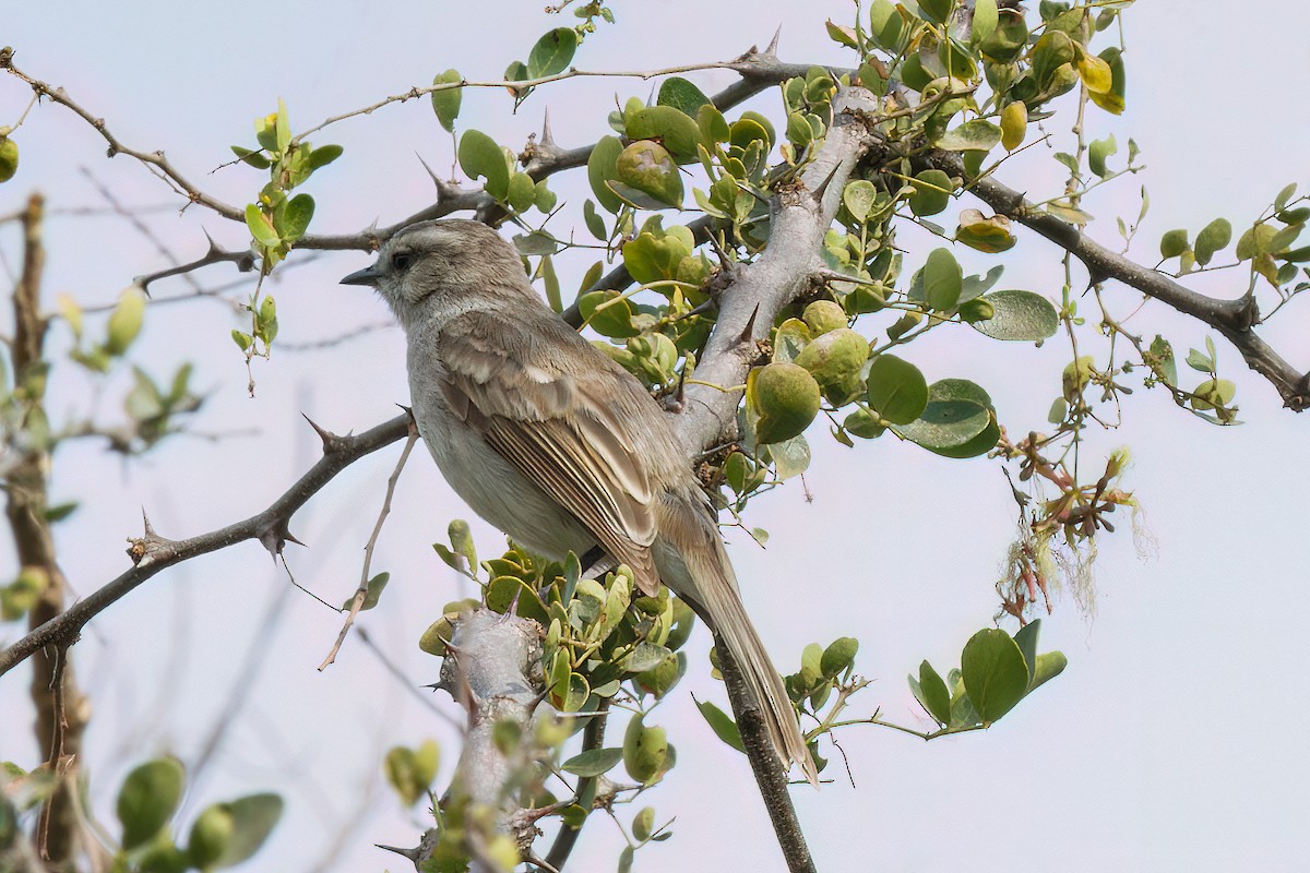 Tumbesian Tyrannulet - ML631823873