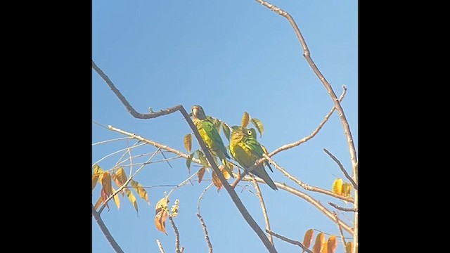 メキシコインコ - ML631823926