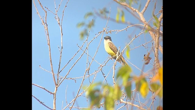 Thick-billed Kingbird - ML631823980