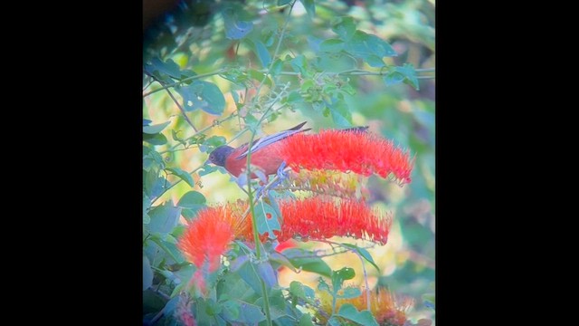 Orchard Oriole - ML631824011