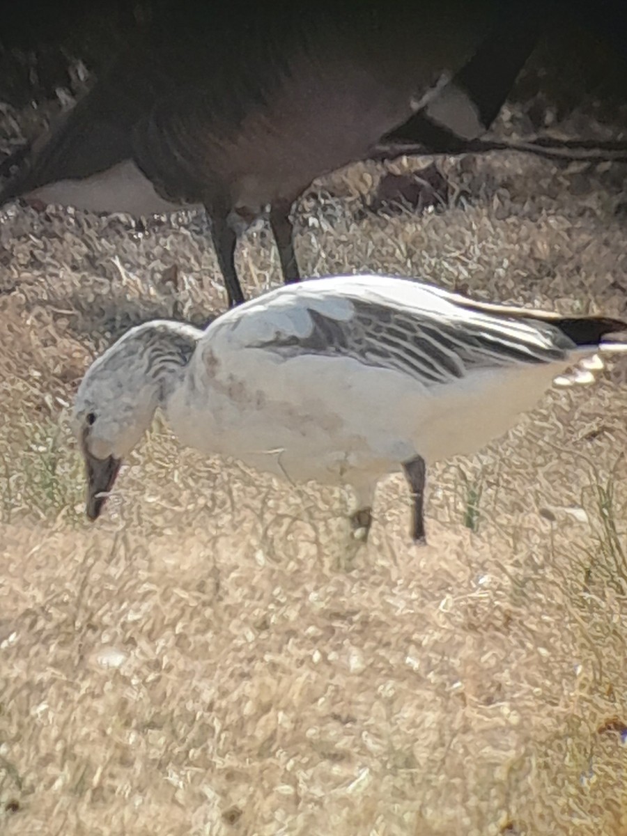 Snow Goose - ML631824498