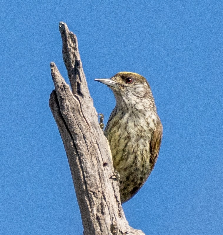 Antillean Piculet - ML631824582