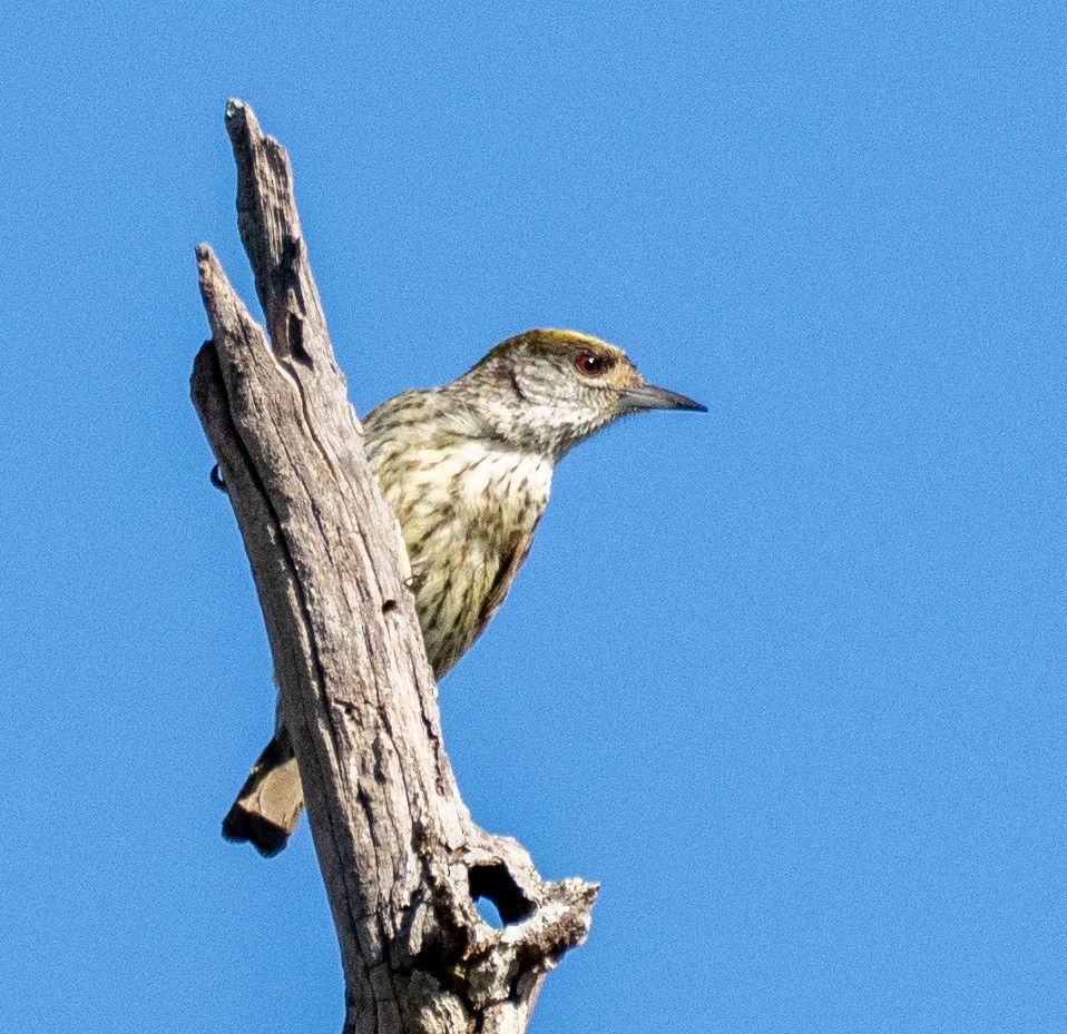 Antillean Piculet - ML631824583