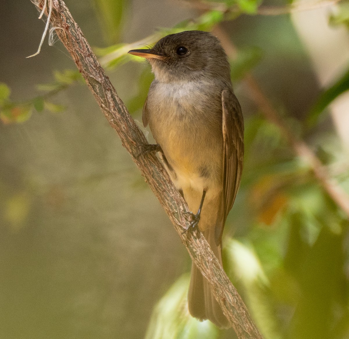 Hispaniolan Pewee - ML631824606